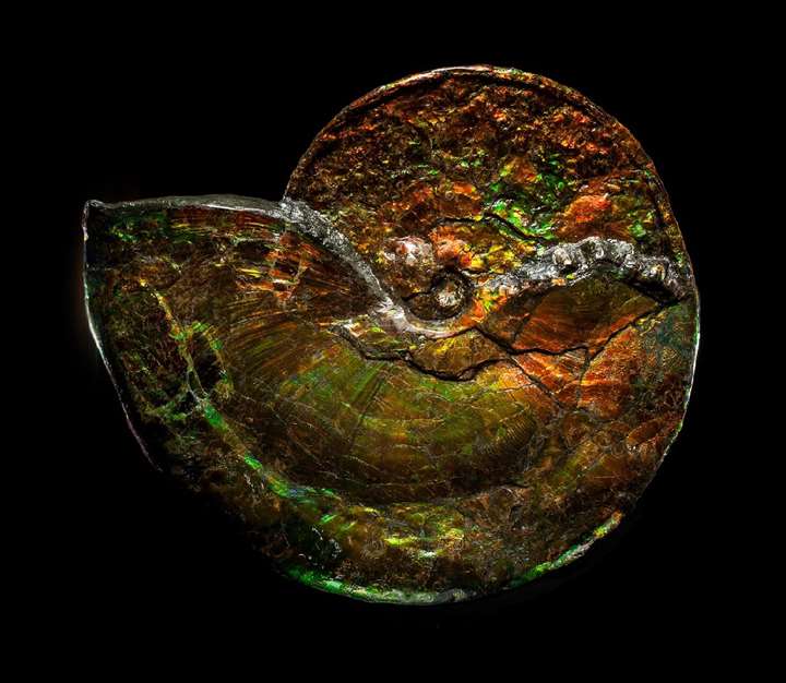 Large Iridescent Ammonite